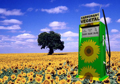 Un nouveau processus de production de biocarburants récompensé par un prix pour l'environnement - Batiweb