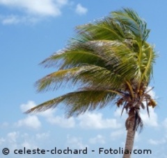 A Paris, Alizé lutte contre vents et marées - Batiweb