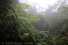 Vierge, la forêt est enfin cartographiée  - Batiweb