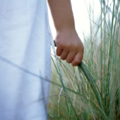 Végétalisation de toitures, une technique d'aménagement durable !  - Batiweb