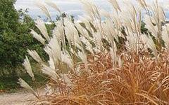 Une plante aux propriétés reconnues dans le bâtiment : le miscanthus - Batiweb