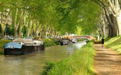 Replanter les 42.000 platanes du Canal du Midi - Batiweb