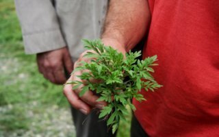 Les cimentiers en guerre contre l’ambroisie dans les carrières - Batiweb