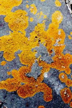 La génération des peintures combattantes - Batiweb