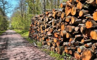 La filière bois-forêt se mobilise contre les exportations de grumes - Batiweb