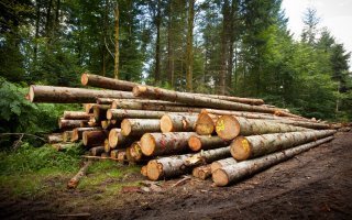 28 millions d’euros consacrés à la filière forêt-bois - Batiweb