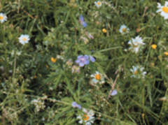 Le gouvernement sur le front de l'écologie - Batiweb