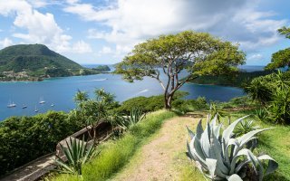 Du charbon à la biomasse, le territoire guadeloupéen se verdit  - Batiweb