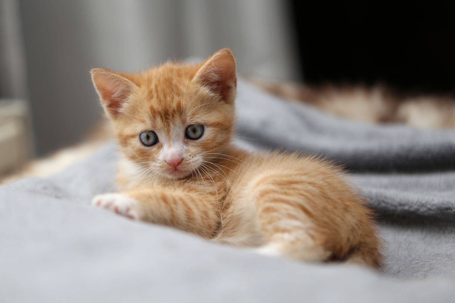 article test image floattante - Batiweb