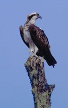 Morillon Corvol, le sauveur des balbuzards - Batiweb