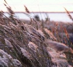 Une protection d’un tiers de notre littoral face à l’urbanisation - Batiweb