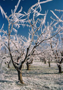 L'écologie durement touchée à Montréal - Batiweb