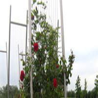 Support pour plantes grimpantes - Batiweb
