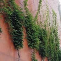 VEGETALISATION DE FACADE GREEN SOLUTIONS - Batiweb