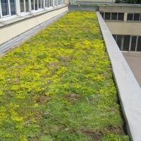 Tapis préculitivé Sarnasedum  - Batiweb