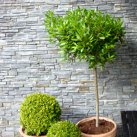 PANNEAU DE PIERRE NATURELLE STONEPANEL ARDOISE NOIRE POUR REVETEMENT MUR - Batiweb