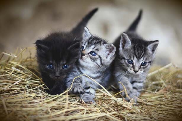 les petits chats!!!! omg >~<